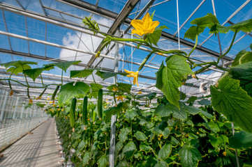 Wall Mural - Young cucumber plant with leaves and little yellow flowers and buds are growing in greenhouse.