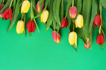 Red and yellow tulips on bright green background. Beautiful greeting card. Mothers day, Valentines Day, Birthday celebration concept. Copy space, top view