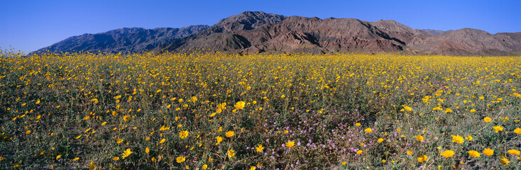 Wall Mural - Panoramic view of Desert Lillies and Desert gold yellow flowers in spring fields of Death Valley National Park, California