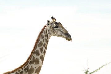 giraffe in wild