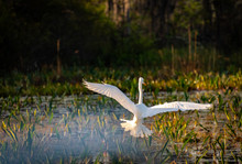 Great Egret Flying In Okefenokee Swamp Land In Georgia.