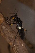 Two-spotted Assassin Bug (Platymeris Biguttatus).