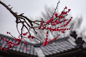 Wall Mural - Plum blossoms Tokyo Japan