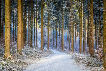 Winter in the Eifel forests,Germany