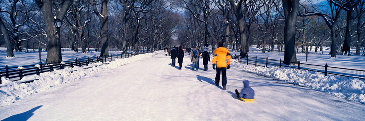 Fototapete - Panoramic view of walker pulling sled with child on fresh snow in Central Park, Manhattan, New York City, NY in winter