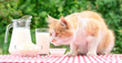 Red cat on a table with dairy products
