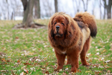 Wall Mural - Dog breed Tibetan mastiff