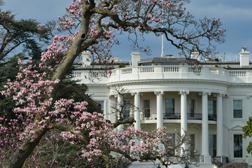 Wall Mural - White House and spring blossoms - Washington DC in springtime