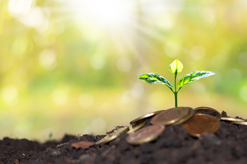 A small tree that grows on a pile of money on the ground. The concept of financial growth and business.