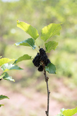 Mulberry and leaves on a wooden background,Red and black berry f