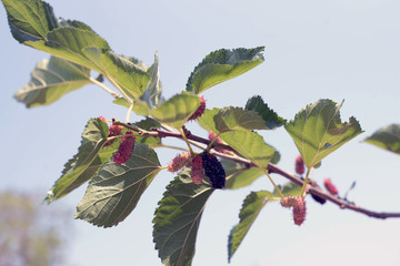 Mulberry and leaves on a wooden background,Red and black berry f