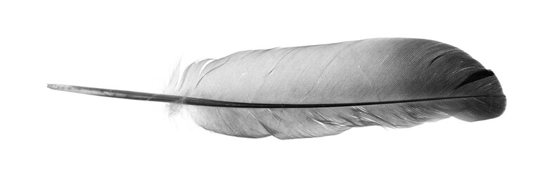 Natural bird feathers isolated on a white background. pigeon and goose feathers close-up