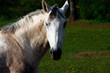 Horse, Riding horse, Equestrian sport, Burghaun, Hesse, Germany, Europe