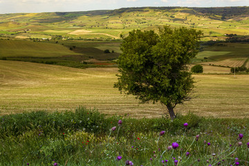 Basilicata on the road con paesaggi alberi e paesini 