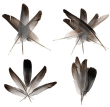 Natural Bird Feathers Isolated On A White Background. Collage Pigeon And Goose Feathers Close-up