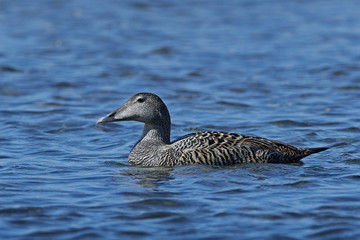 Common eider (Somateria mollissima)