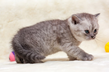 Wall Mural - Angry kitten, gray smoky British young cat