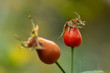 close-up of two rosehip berries, in the foreground a terracotta berry out of focus, in the background a red berry in focus.