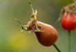 Extreme closeup of a rosehip berry in a web, in the background a red berry is out of focus.