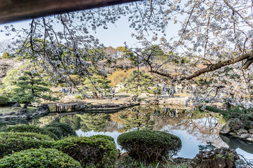 Wall Mural - 東京都新宿区の日本庭園に咲く桜