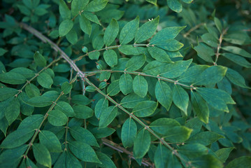 Wall Mural - Euonymus alatus