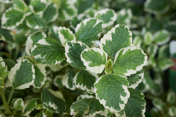 Wall Mural - Plectranthus coleoides