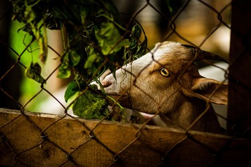 Wall Mural - Vertical closeup shot of the head of a cute goat behind the lattice with a blurred background