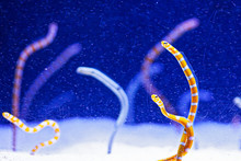 Bright Water Worms In Aquarium , Blue Background