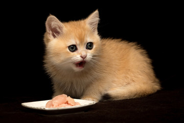 Wall Mural - A small red British kitten eats meat