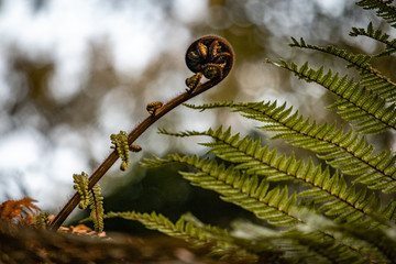 Wall Mural - fern