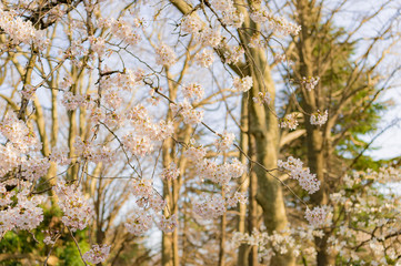 Poster - 東京都新宿区の公園の夕方のの桜