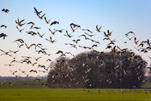 Many Different Species Of Geese Spend The Winter In Mecklenburg And Brandenburg.
