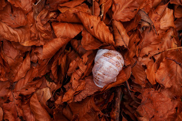 Wall Mural - A snail shell between tobacco trees, dry leaves