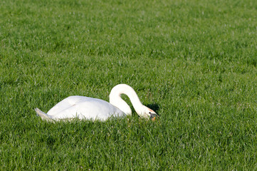 Wall Mural - White Swan is eating  in the grass