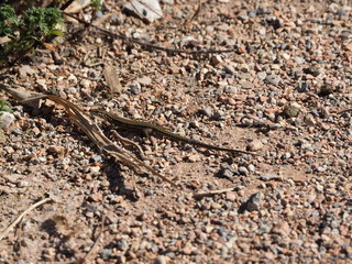 lagarto de  color marron paseando por el camino, lerida, españa, europa