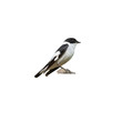 Male collared flycatcher (Ficedula albicollis) isolate on a white background.