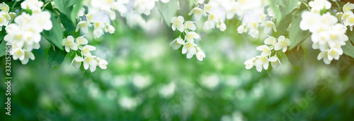 Photographie Beautiful scent of Jasmine flower flower spreads through the air in spring