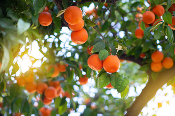 Wall Mural - Orange tree with ripe fruits. Tangerine. Branch of fresh ripe oranges with leaves in sun beams. Satsuma tree picture. Citrus