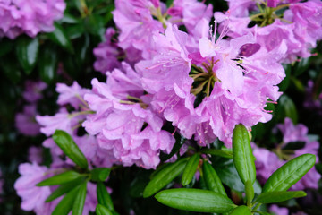 Poster - Pink rhododendron flowers close-up. Rhododendron bush in the summer in the garden.