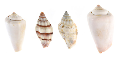 Wall Mural - seashells isolated on white background