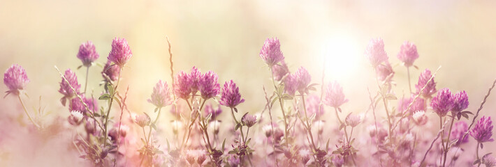 Red clover, flowering red, wild red flower in meadow