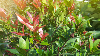 Wall Mural - Australian rose apple are growing in foreground and blurred background of many plants in the garden