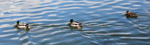 Ducks On Pond Water In Spring Park