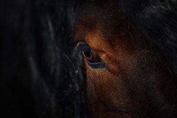 eye of a beautiful horse on dark background close up, animal face.