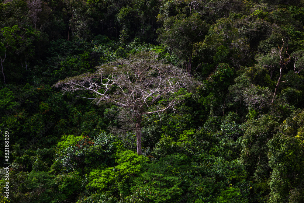 A typical tree of the Amazon rainforest. Stock Photo | Adobe Stock