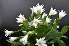 Schlumbergera Gaertneri, Easter Cactus With White Flowers