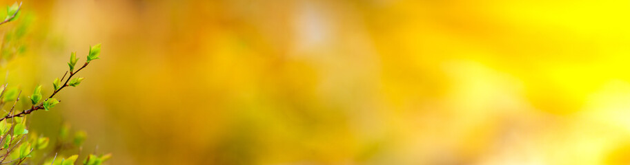 Wall Mural - panoramic view of  new buds on colourful bokeh background in early spring