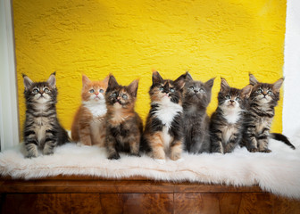 group portrait of seven different colored maine coon kittens sitting on fake fur looking up curiously