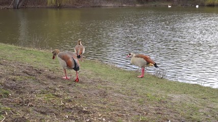 Wall Mural - Wild pitching in the city Park near the pond. Beautiful nature