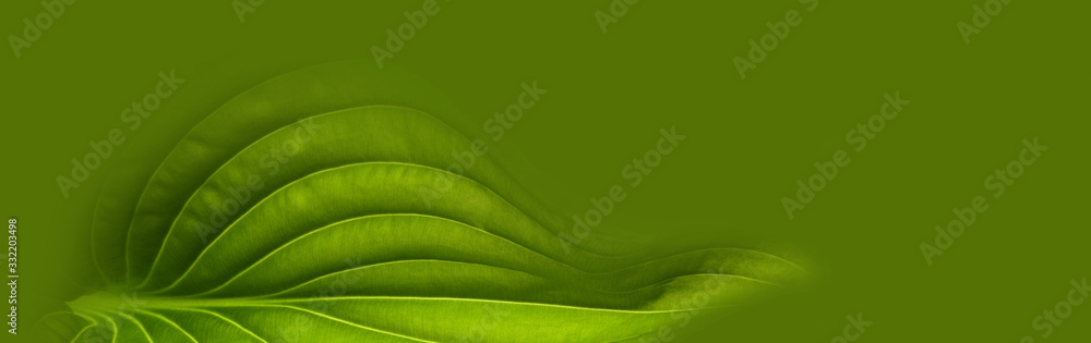 green leaf background - obrazy, fototapety, plakaty 
